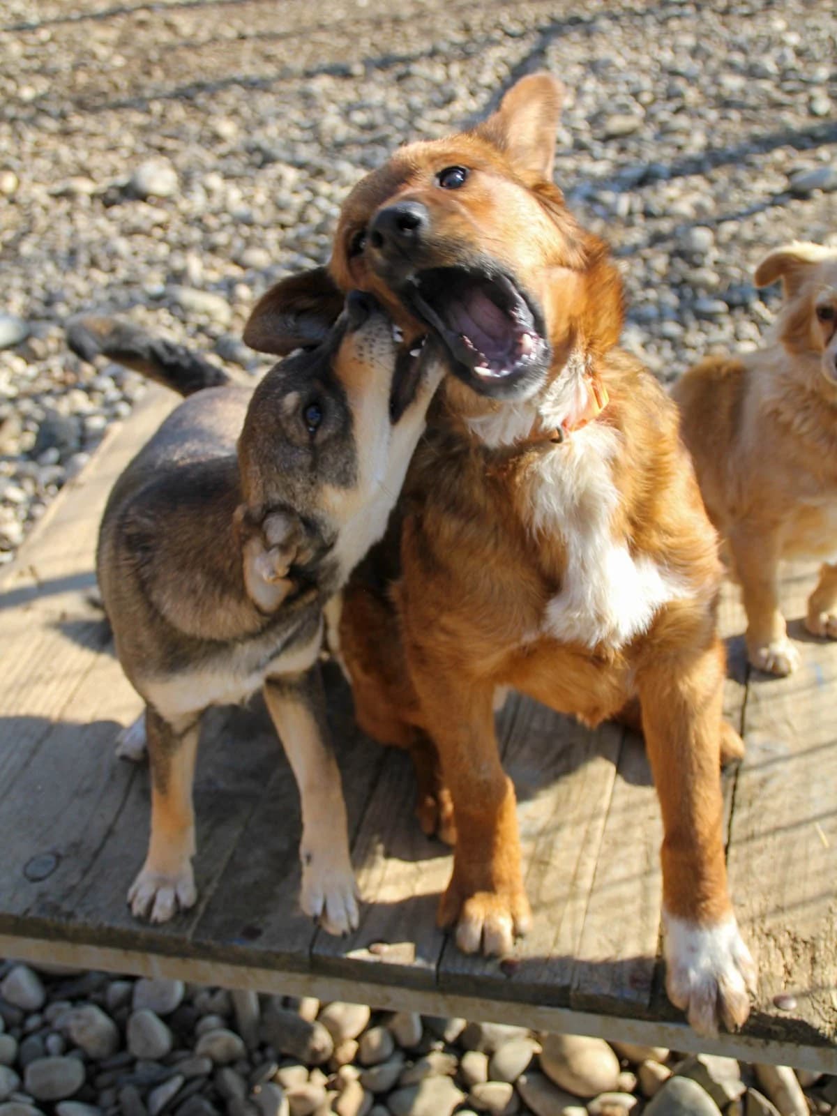Dario, male Mixed Breed for adoption at Tierheimhelden — photo 5 of 29