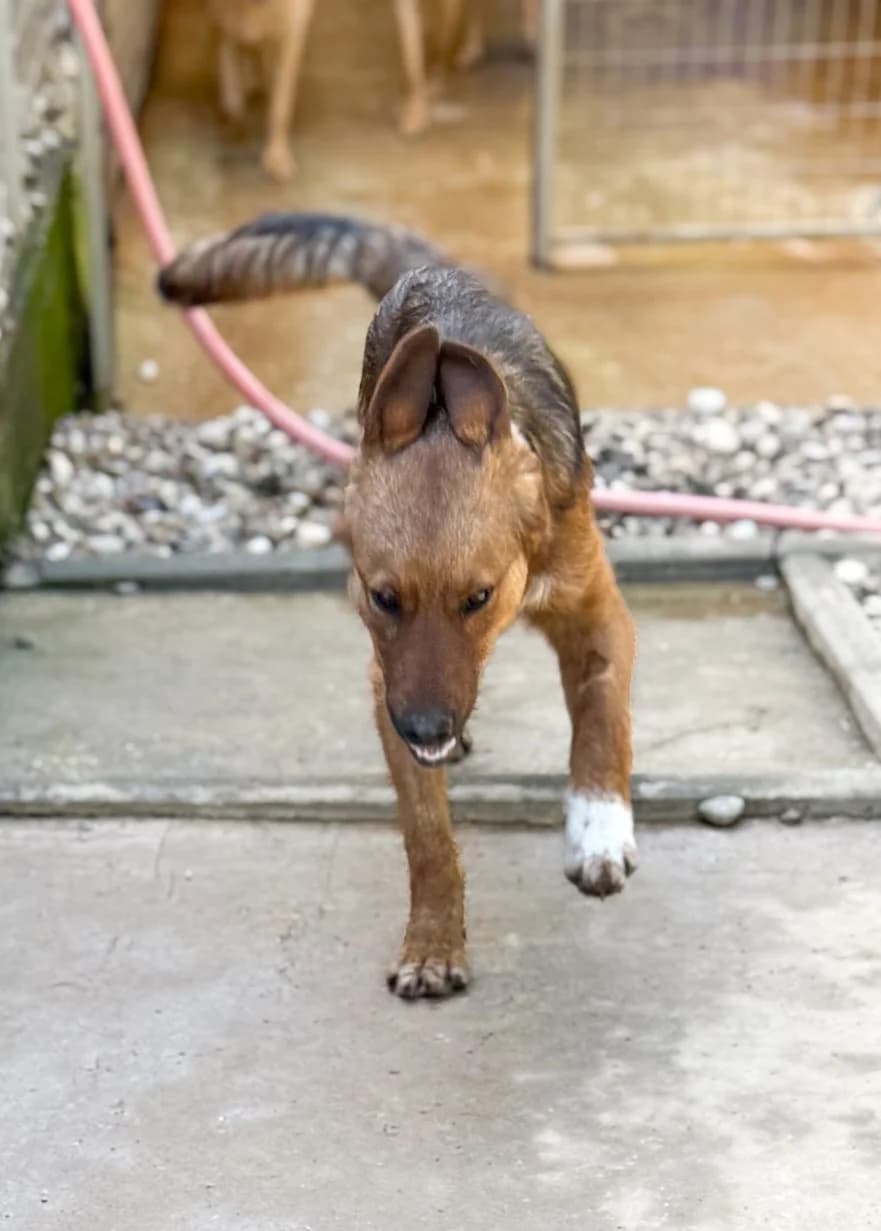 Dario, male Mixed Breed for adoption at Tierheimhelden — photo 6 of 29