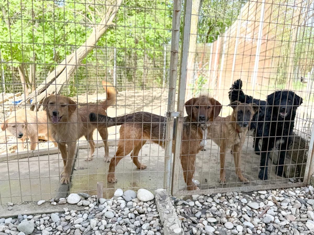 Dario, male Mixed Breed for adoption at Tierheimhelden — photo 7 of 29