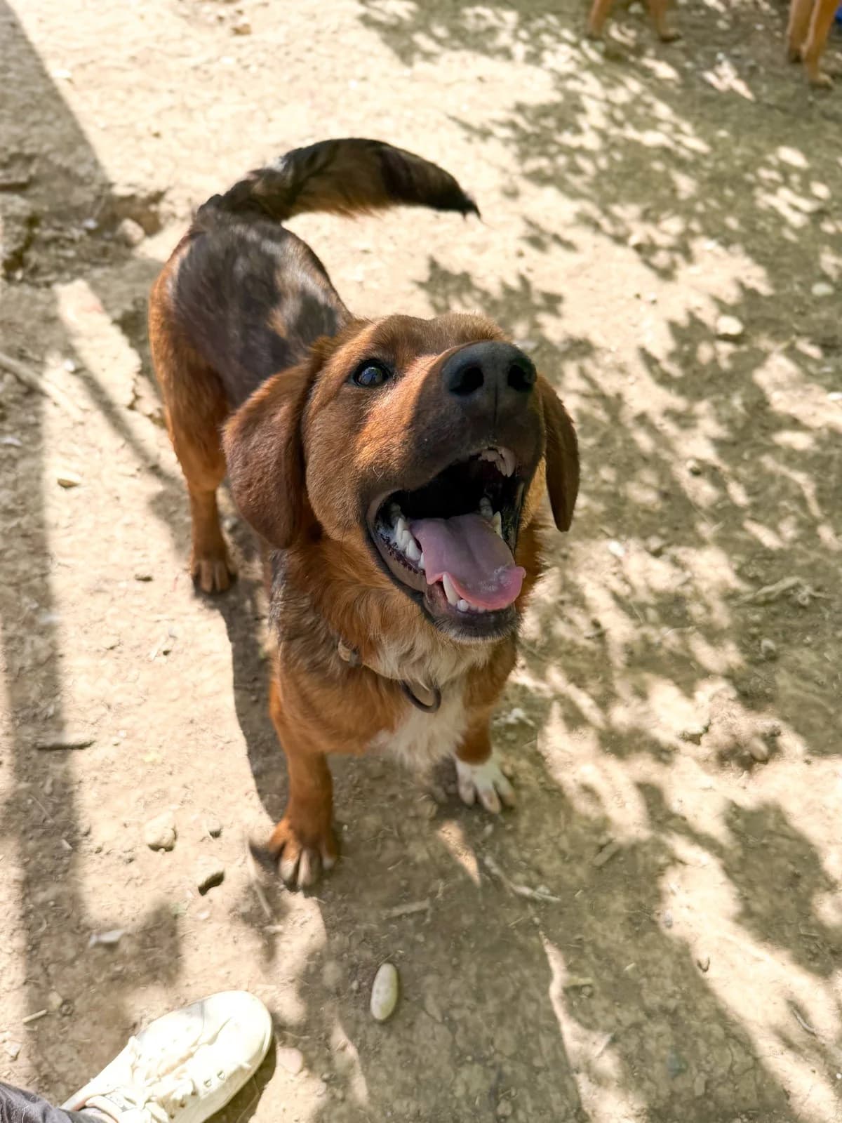 Dario, male Mixed Breed for adoption at Tierheimhelden — photo 8 of 29