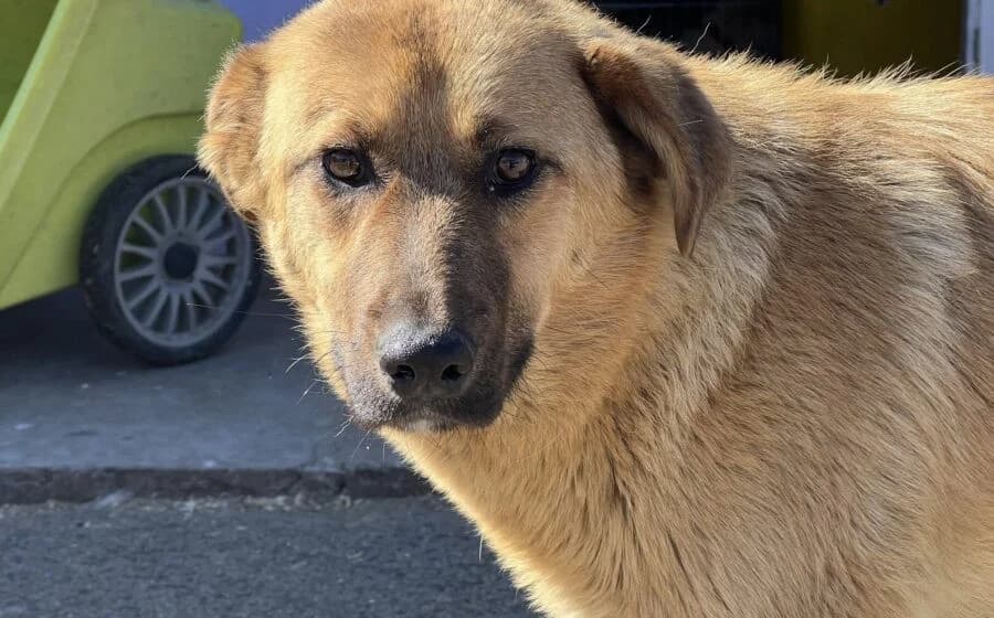 Pila, female Mixed Breed for adoption at Tierheimhelden, Dortmund