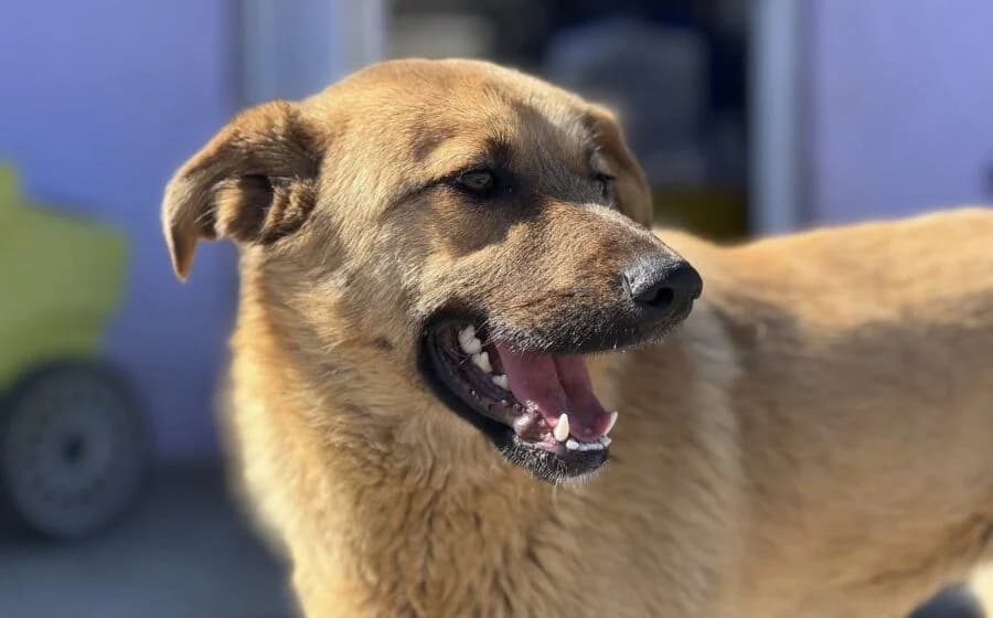 Pila, female Mixed Breed for adoption at Tierheimhelden, Dortmund — photo 2 of 5