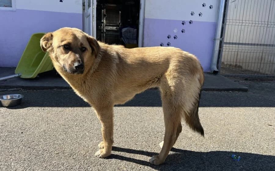 Pila, female Mixed Breed for adoption at Tierheimhelden, Dortmund — photo 3 of 5
