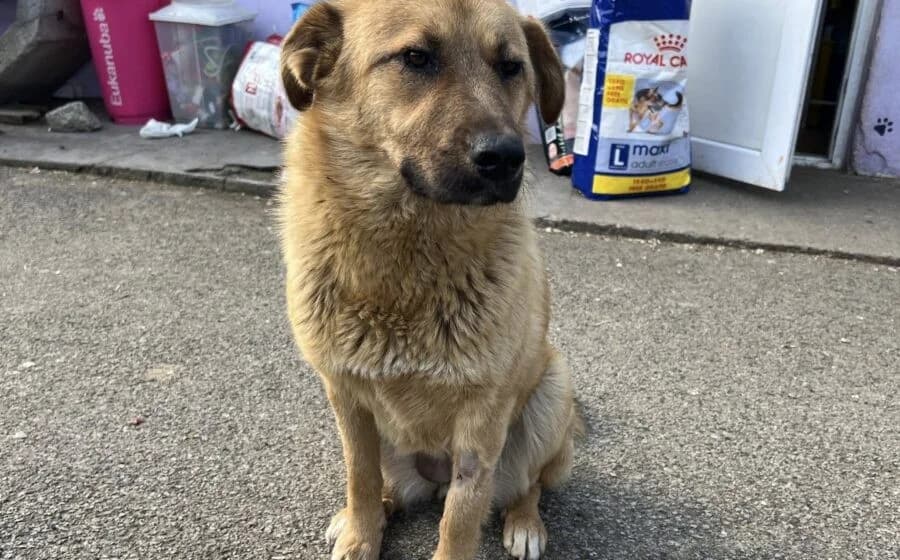 Pila, female Mixed Breed for adoption at Tierheimhelden, Dortmund — photo 4 of 5