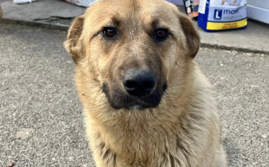 Pila, female Mixed Breed for adoption at Tierheimhelden, Dortmund — photo 5 of 5