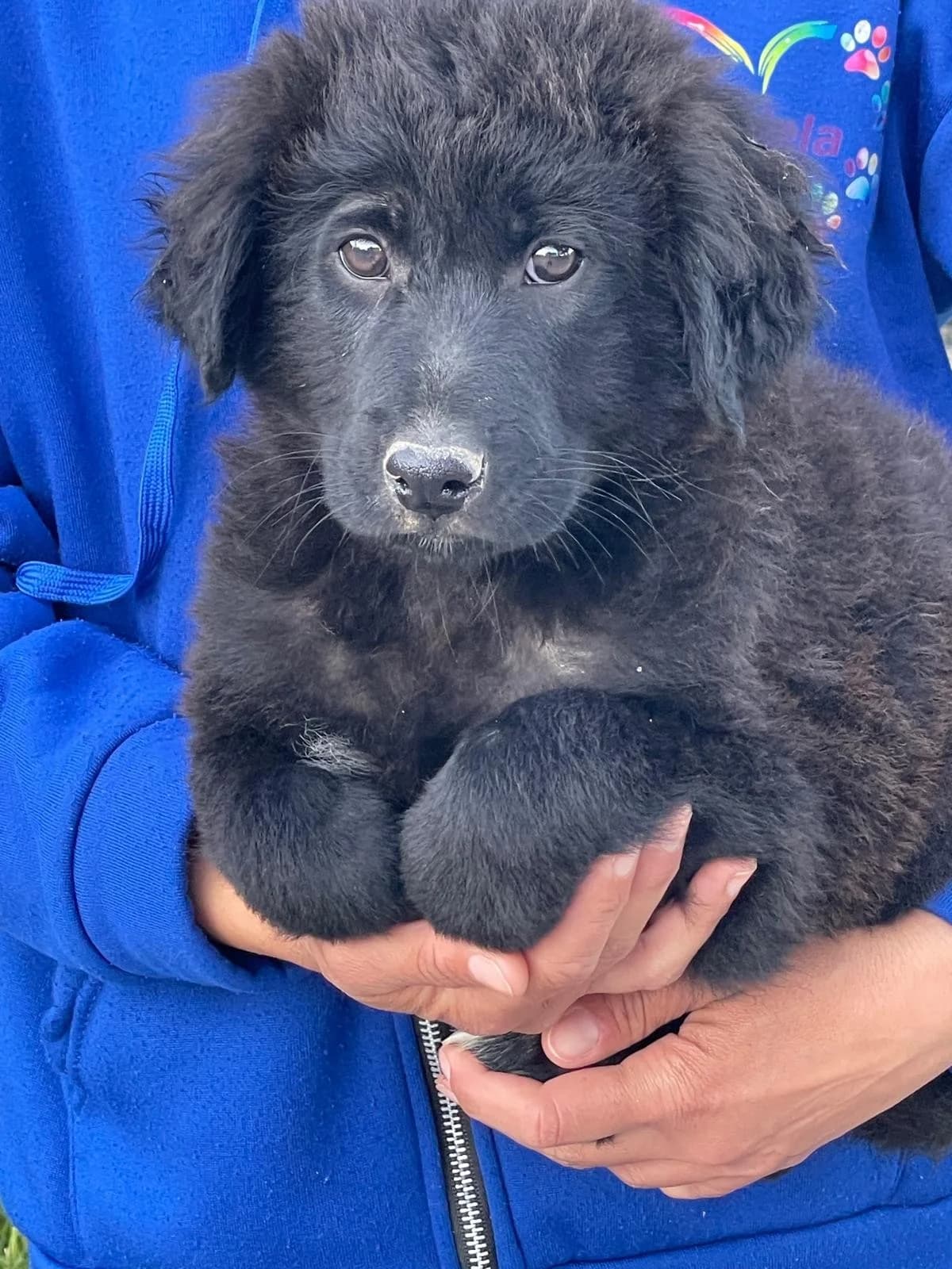 Evan, male Mixed Breed for adoption at Tierheimhelden, Dortmund