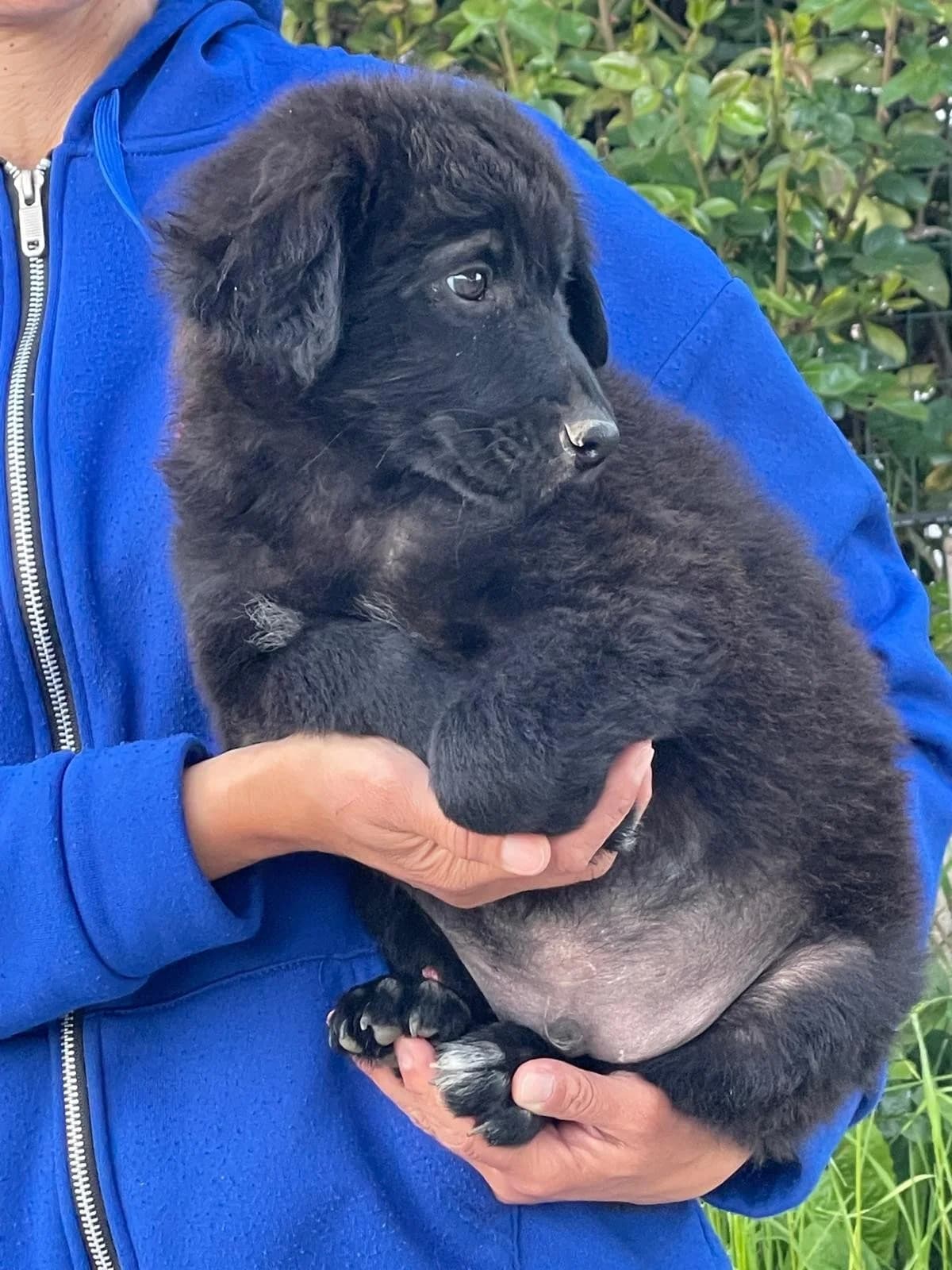 Evan, male Mixed Breed for adoption at Tierheimhelden, Dortmund — photo 2 of 9