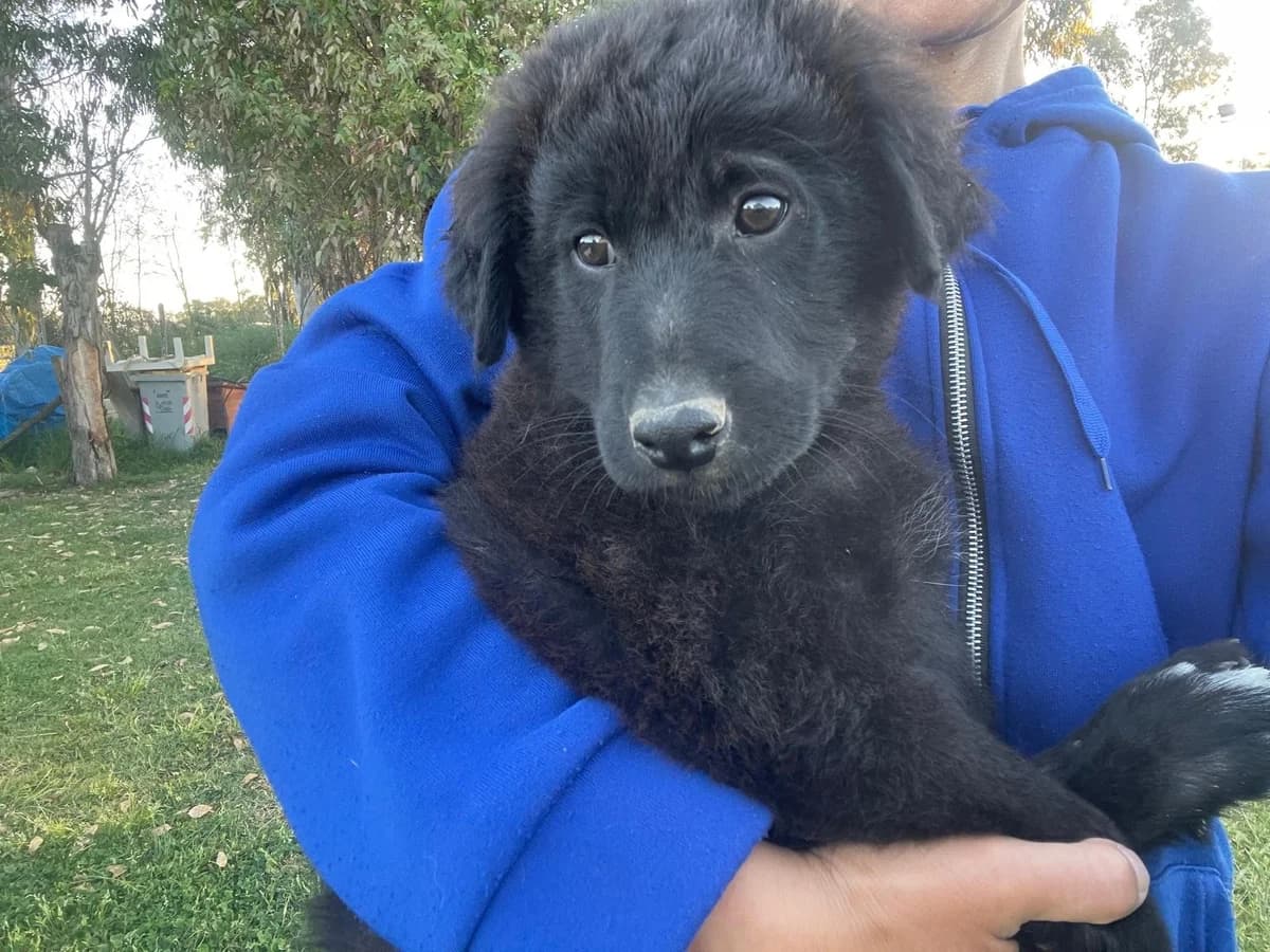 Evan, male Mixed Breed for adoption at Tierheimhelden, Dortmund — photo 3 of 9