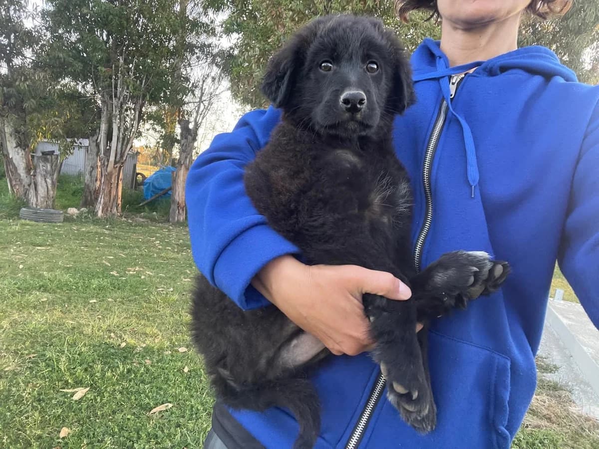 Evan, male Mixed Breed for adoption at Tierheimhelden, Dortmund — photo 4 of 9