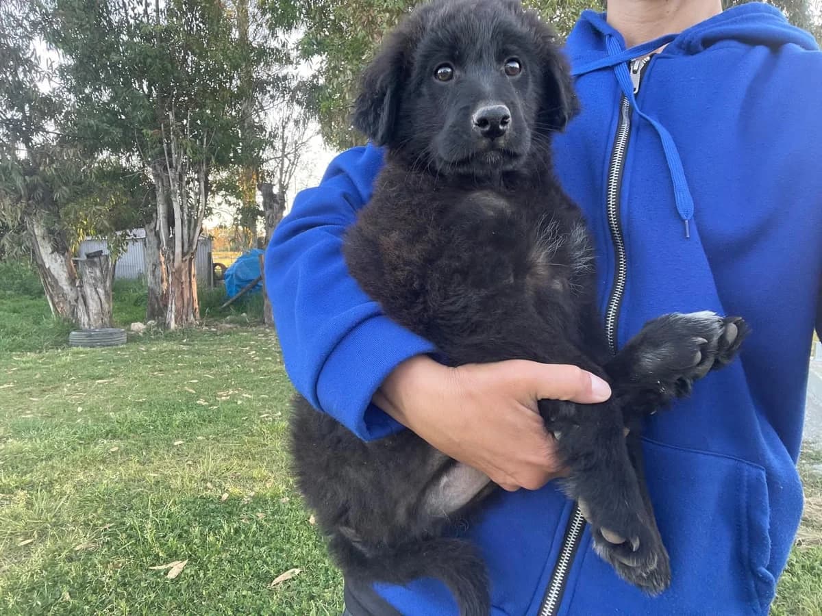 Evan, male Mixed Breed for adoption at Tierheimhelden, Dortmund — photo 5 of 9
