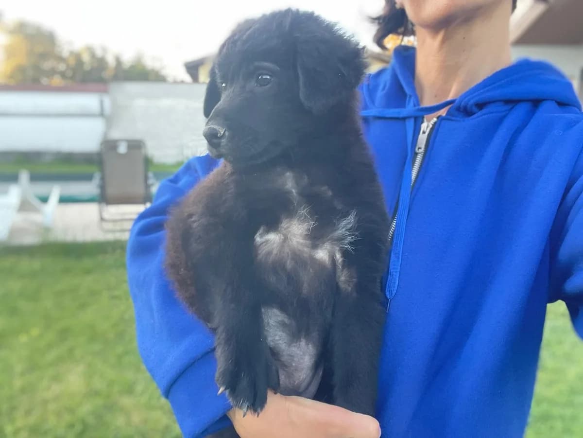 Evan, male Mixed Breed for adoption at Tierheimhelden, Dortmund — photo 6 of 9