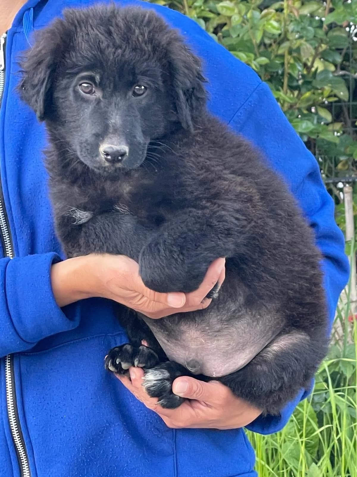 Evan, male Mixed Breed for adoption at Tierheimhelden, Dortmund — photo 7 of 9