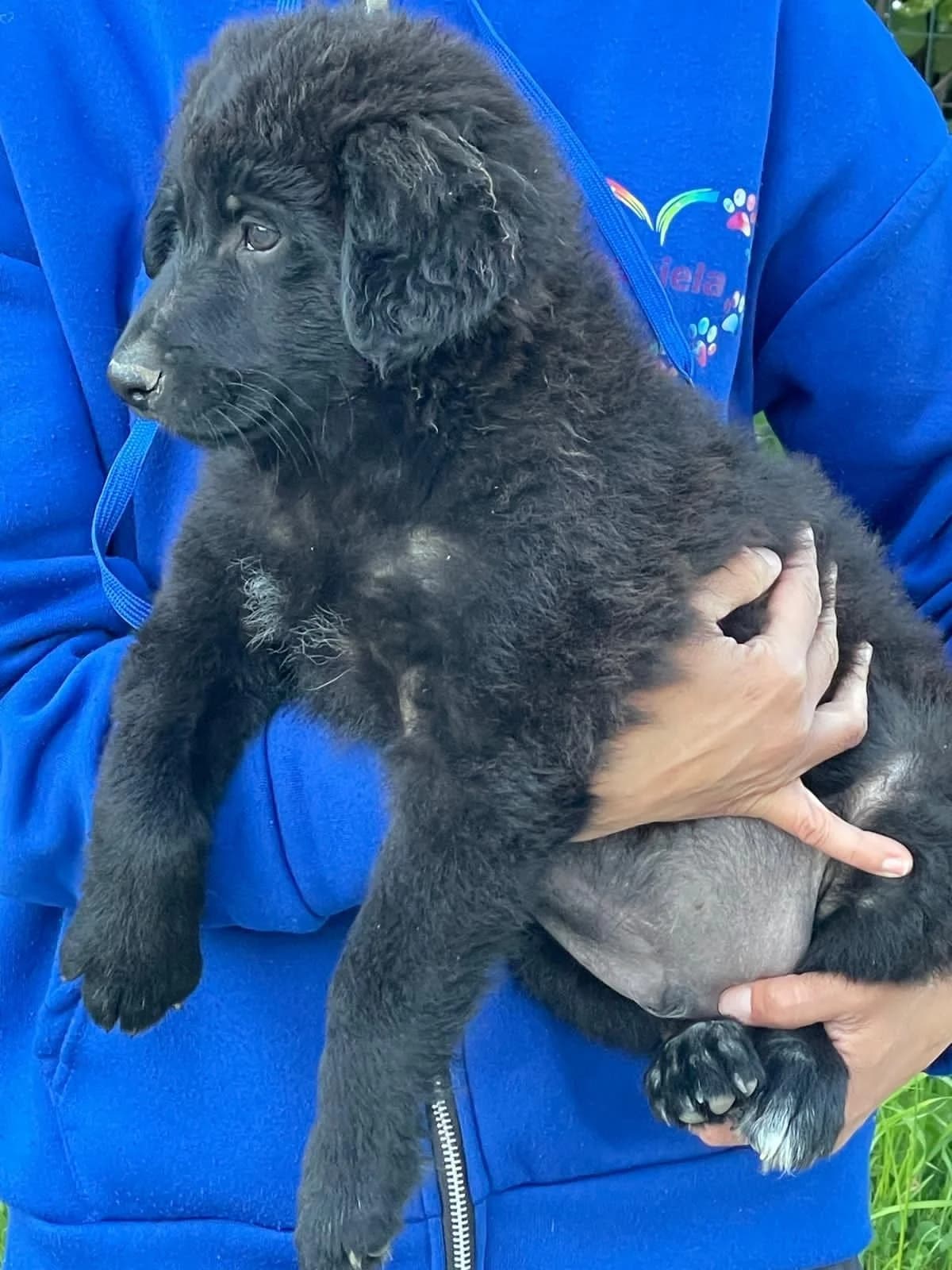Evan, male Mixed Breed for adoption at Tierheimhelden, Dortmund — photo 8 of 9