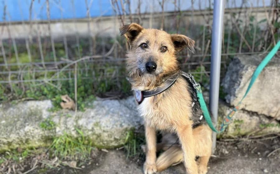 Azaad, male Mixed Breed for adoption at Tierheimhelden, Dortmund
