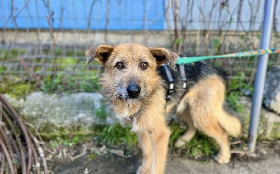 Azaad, male Mixed Breed for adoption at Tierheimhelden, Dortmund — photo 2 of 5