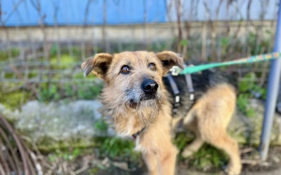 Azaad, male Mixed Breed for adoption at Tierheimhelden, Dortmund — photo 3 of 5