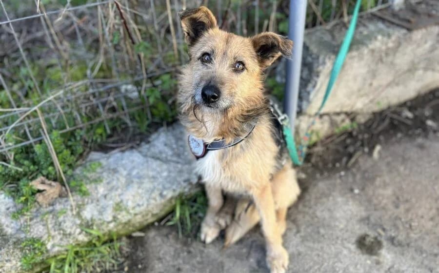 Azaad, male Mixed Breed for adoption at Tierheimhelden, Dortmund — photo 4 of 5