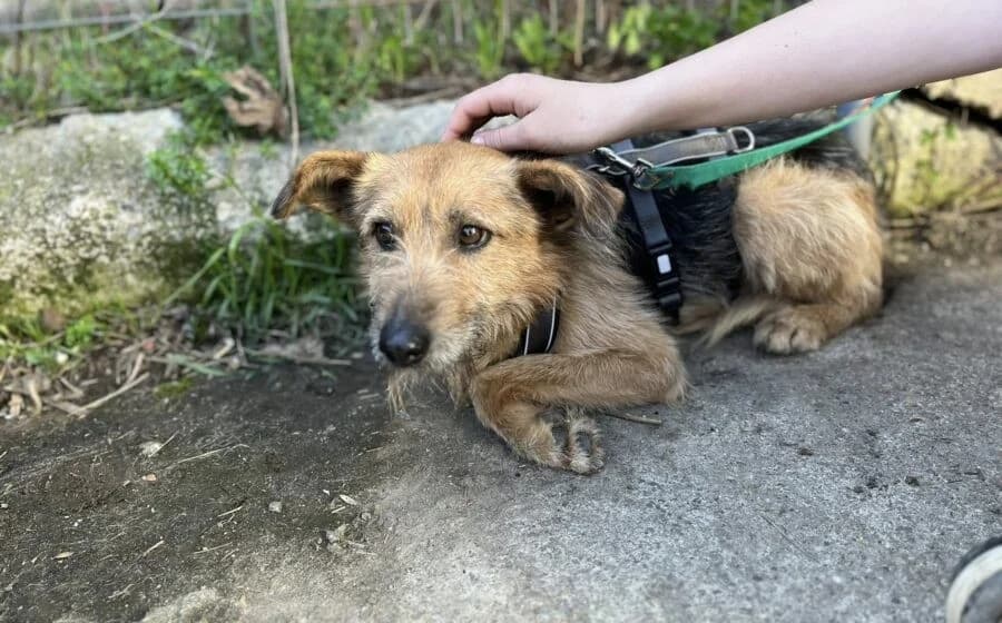 Azaad, male Mixed Breed for adoption at Tierheimhelden, Dortmund — photo 5 of 5