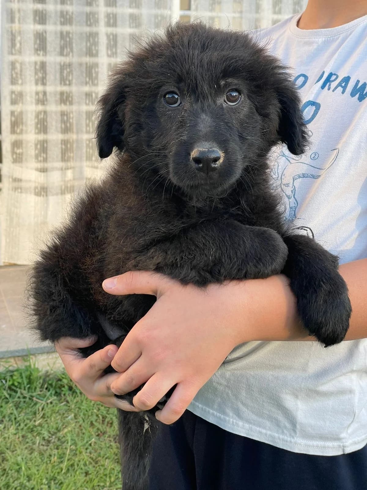 Erik, male Mixed Breed for adoption at Tierheimhelden, Dortmund