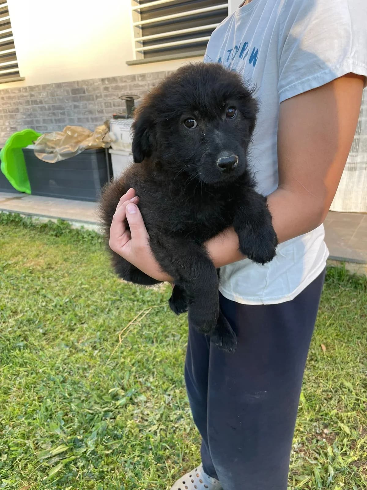 Erik, male Mixed Breed for adoption at Tierheimhelden, Dortmund — photo 2 of 10