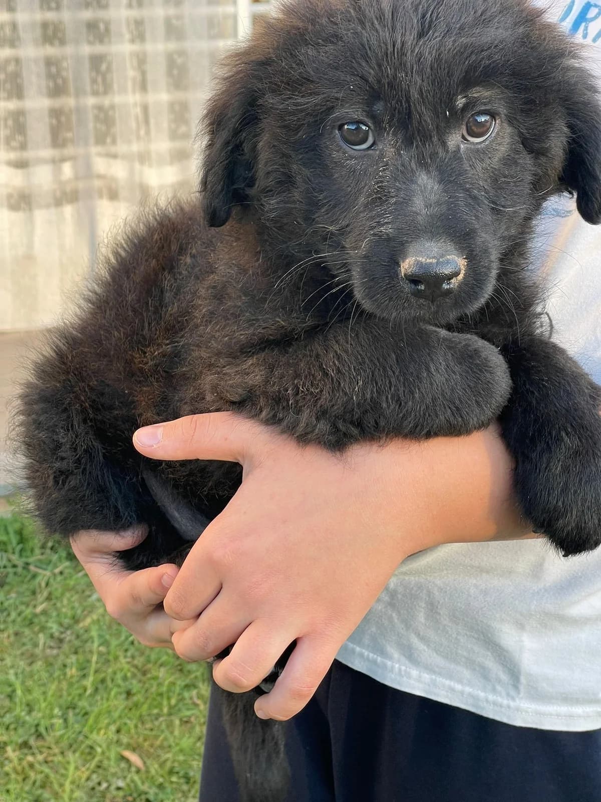 Erik, male Mixed Breed for adoption at Tierheimhelden, Dortmund — photo 3 of 10