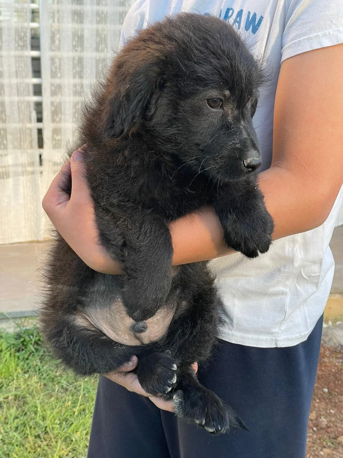 Erik, male Mixed Breed for adoption at Tierheimhelden, Dortmund — photo 4 of 10