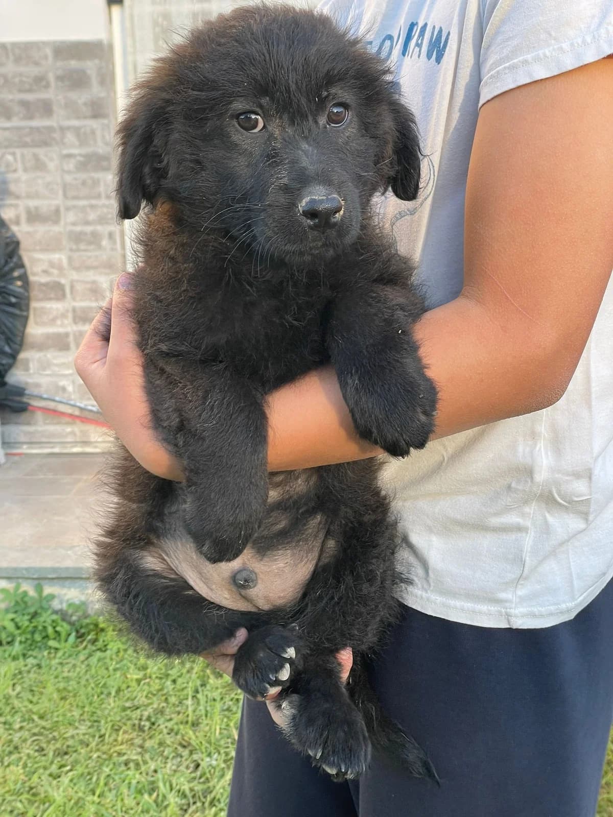 Erik, male Mixed Breed for adoption at Tierheimhelden, Dortmund — photo 5 of 10