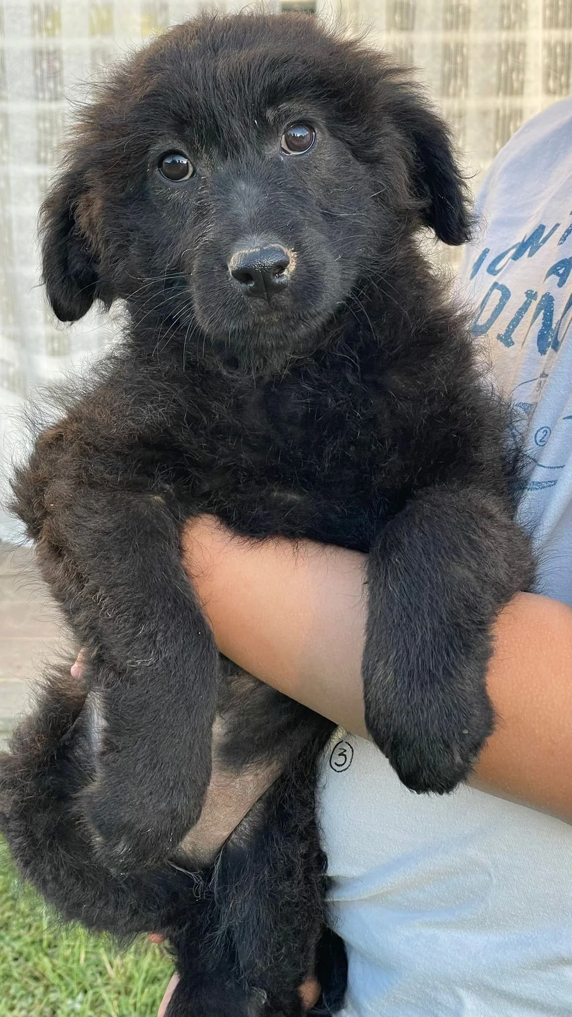 Erik, male Mixed Breed for adoption at Tierheimhelden, Dortmund — photo 6 of 10