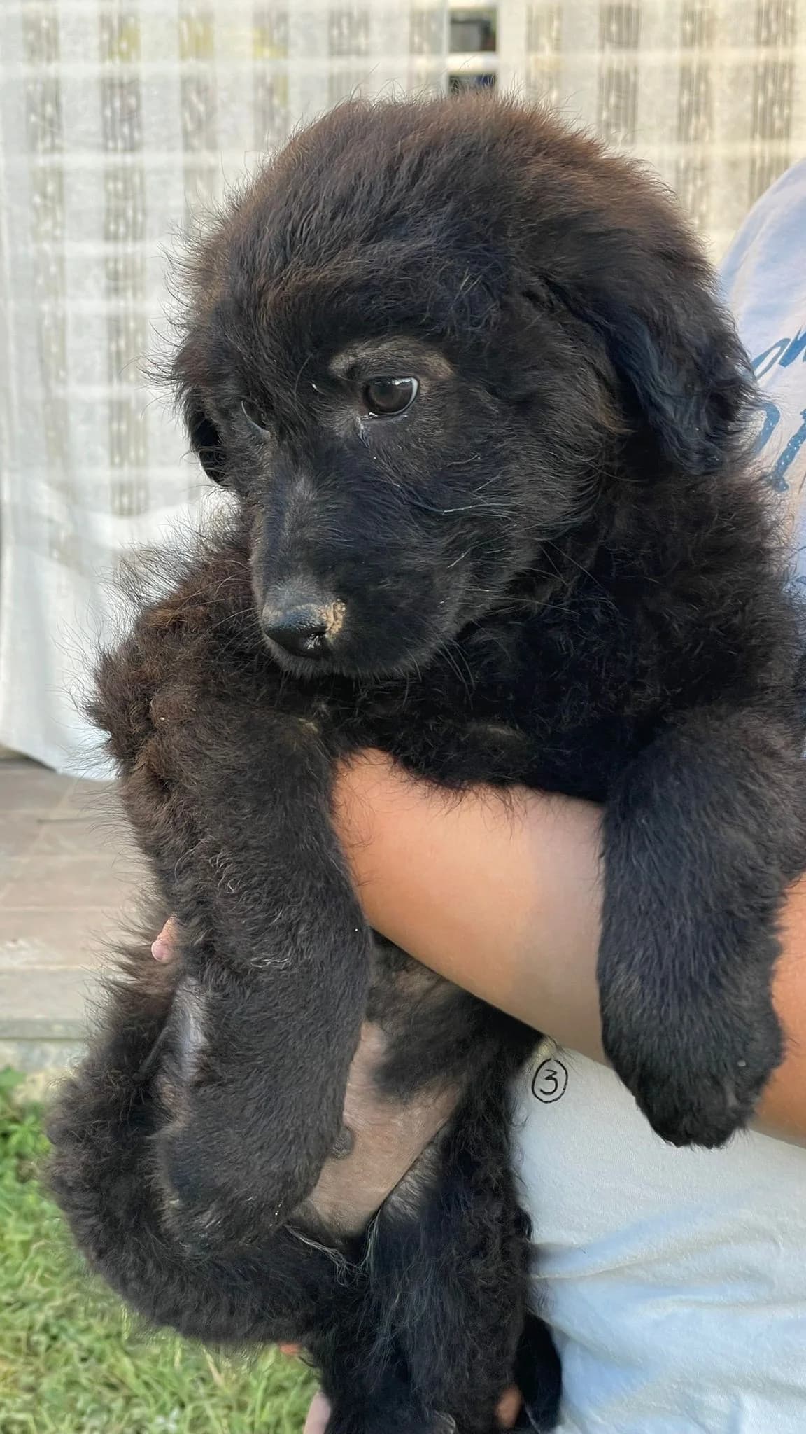 Erik, male Mixed Breed for adoption at Tierheimhelden, Dortmund — photo 7 of 10
