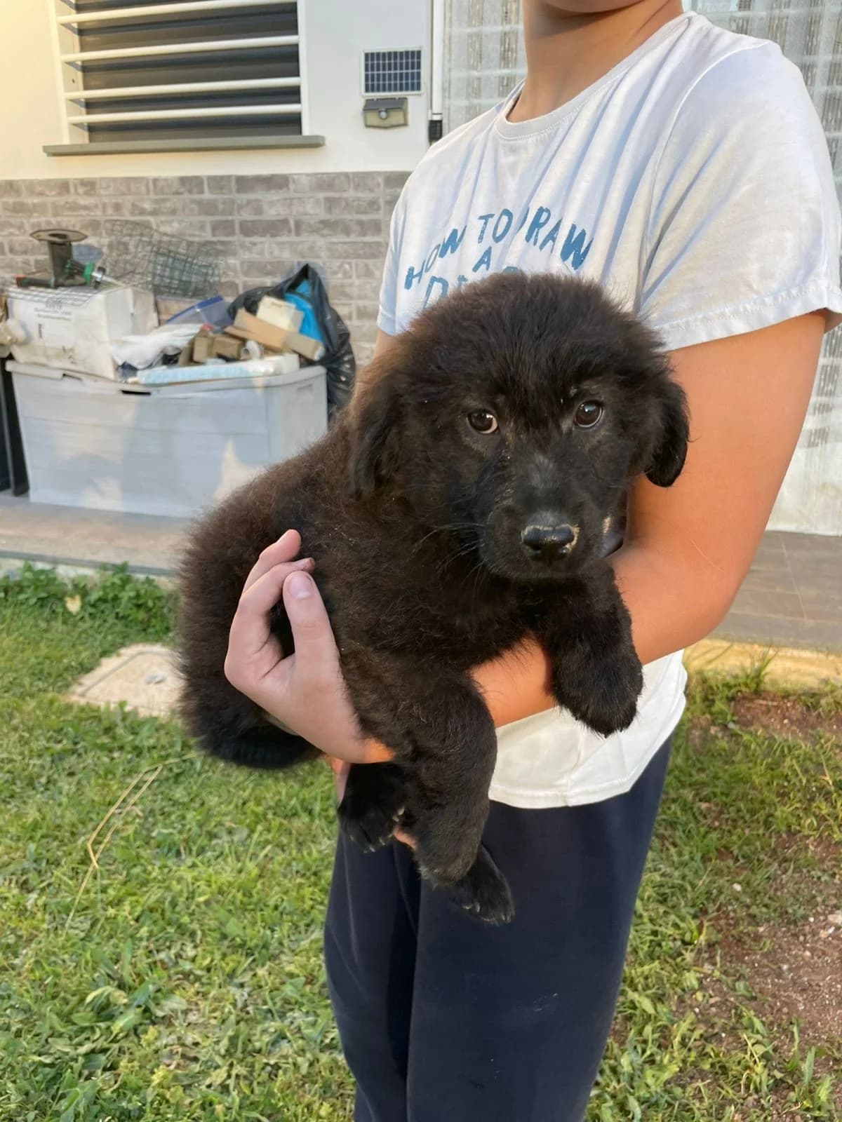 Erik, male Mixed Breed for adoption at Tierheimhelden, Dortmund — photo 8 of 10
