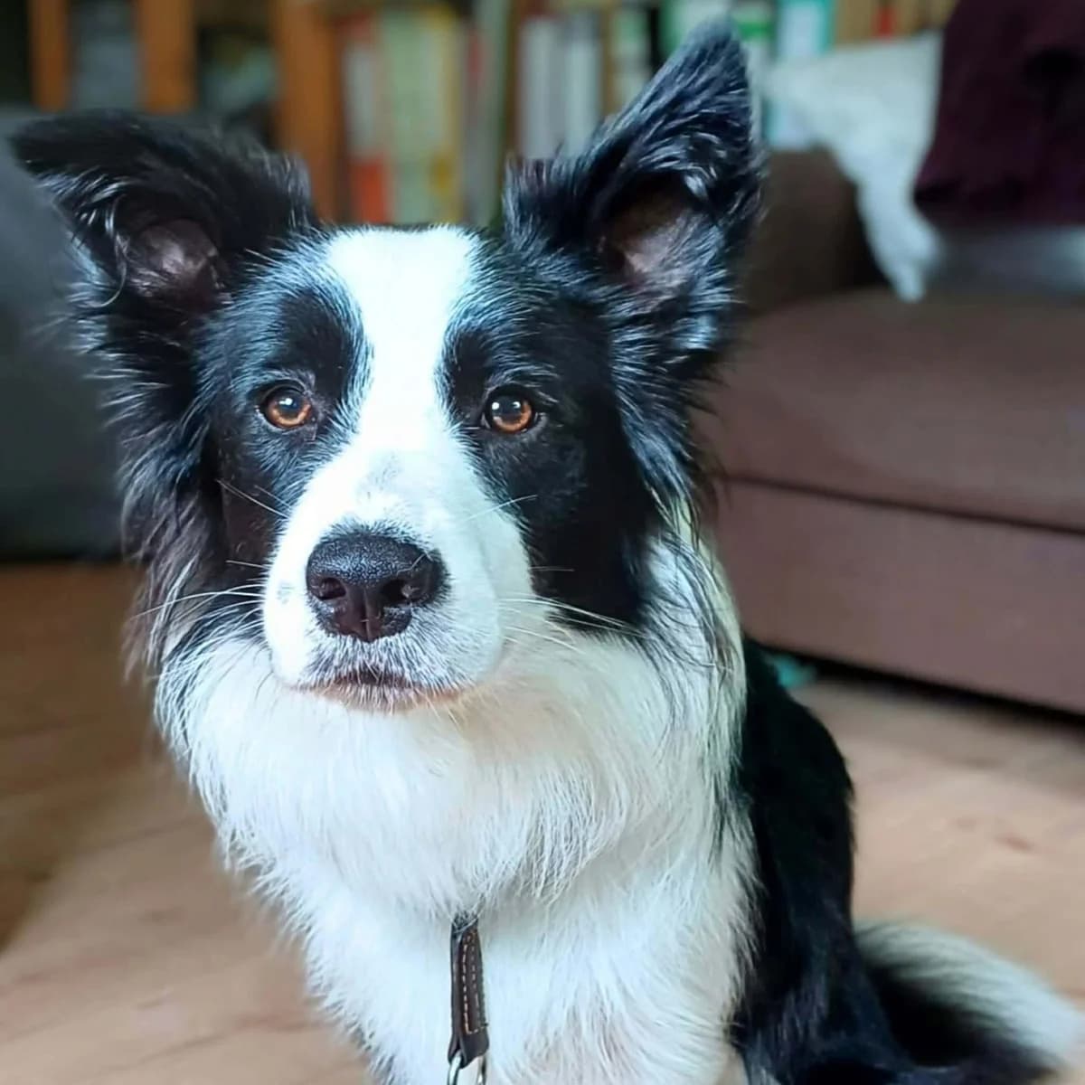 Merle, female Border Collie for adoption at Tierheimhelden, Dortmund