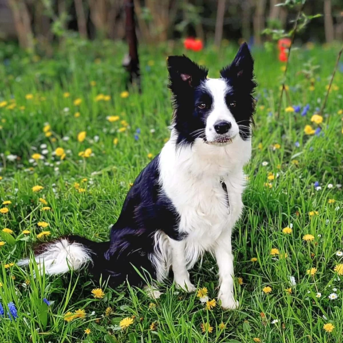 Merle, female Border Collie for adoption at Tierheimhelden, Dortmund — photo 3 of 8
