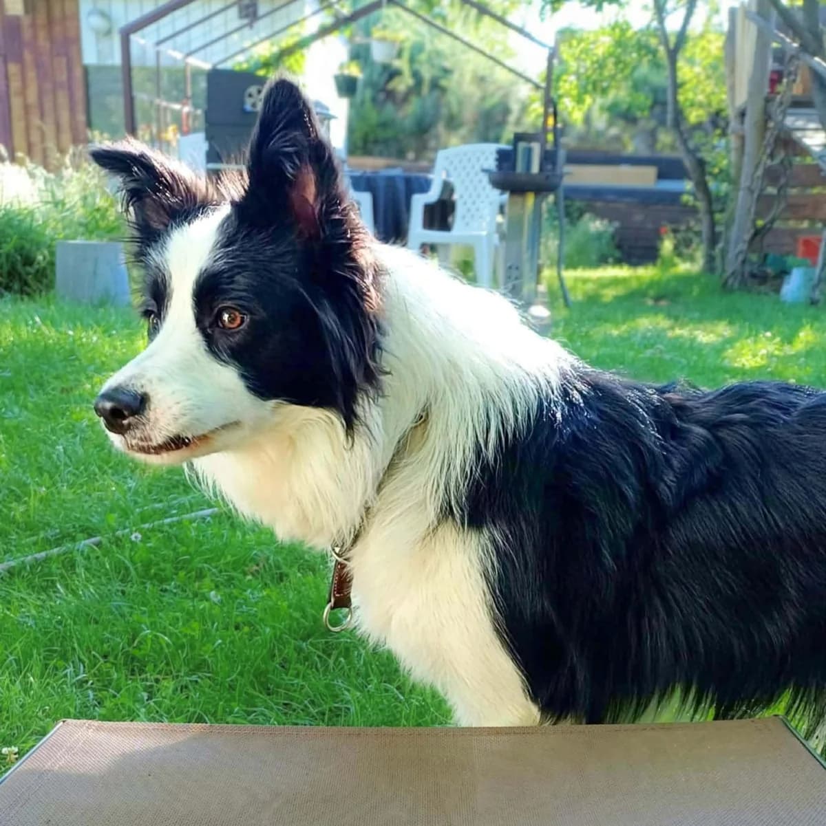 Merle, female Border Collie for adoption at Tierheimhelden, Dortmund — photo 4 of 8