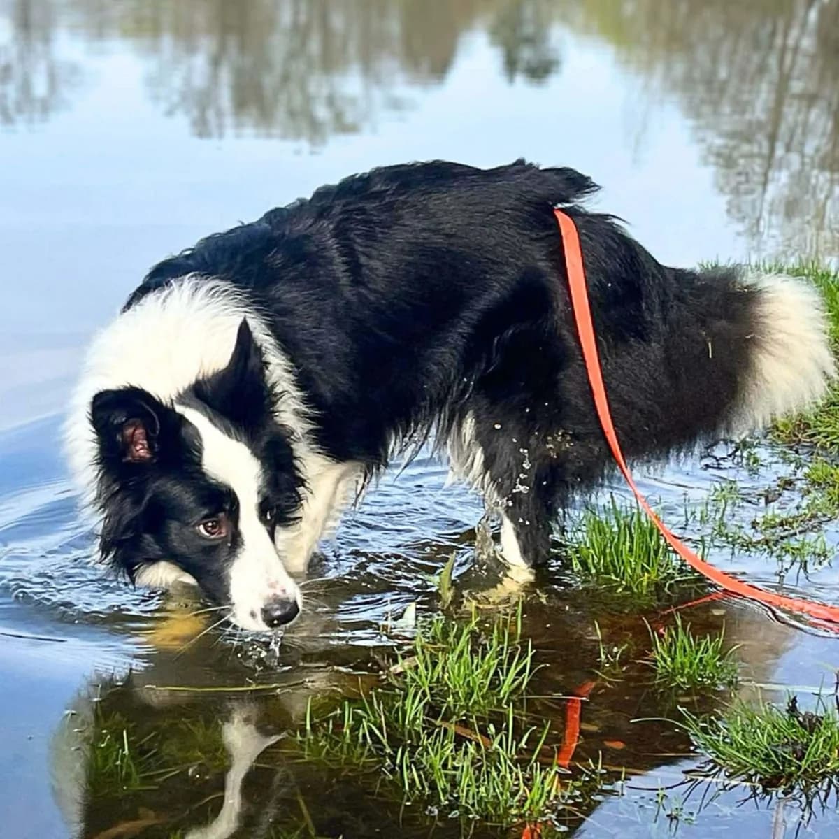Merle, female Border Collie for adoption at Tierheimhelden, Dortmund — photo 5 of 8