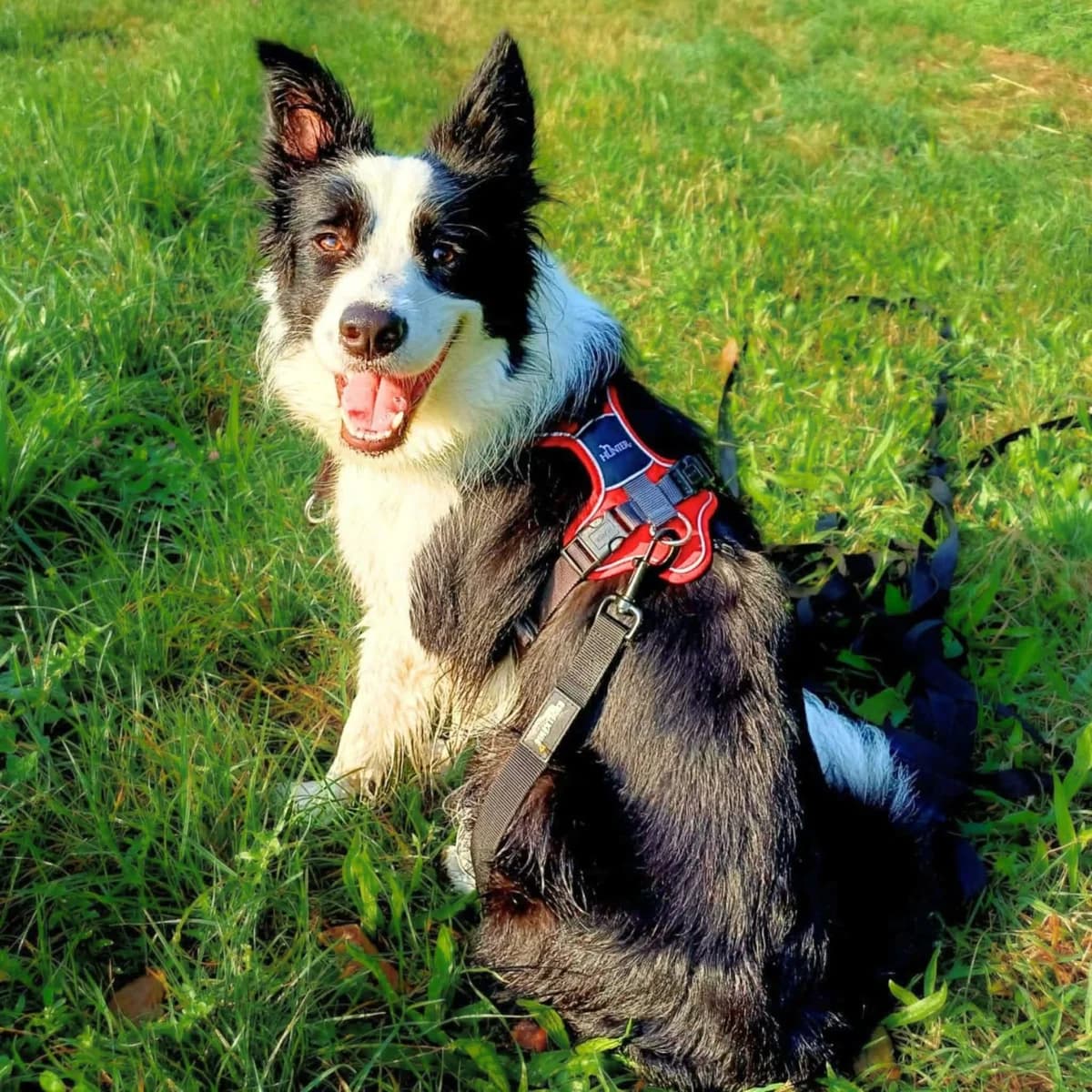 Merle, female Border Collie for adoption at Tierheimhelden, Dortmund — photo 6 of 8