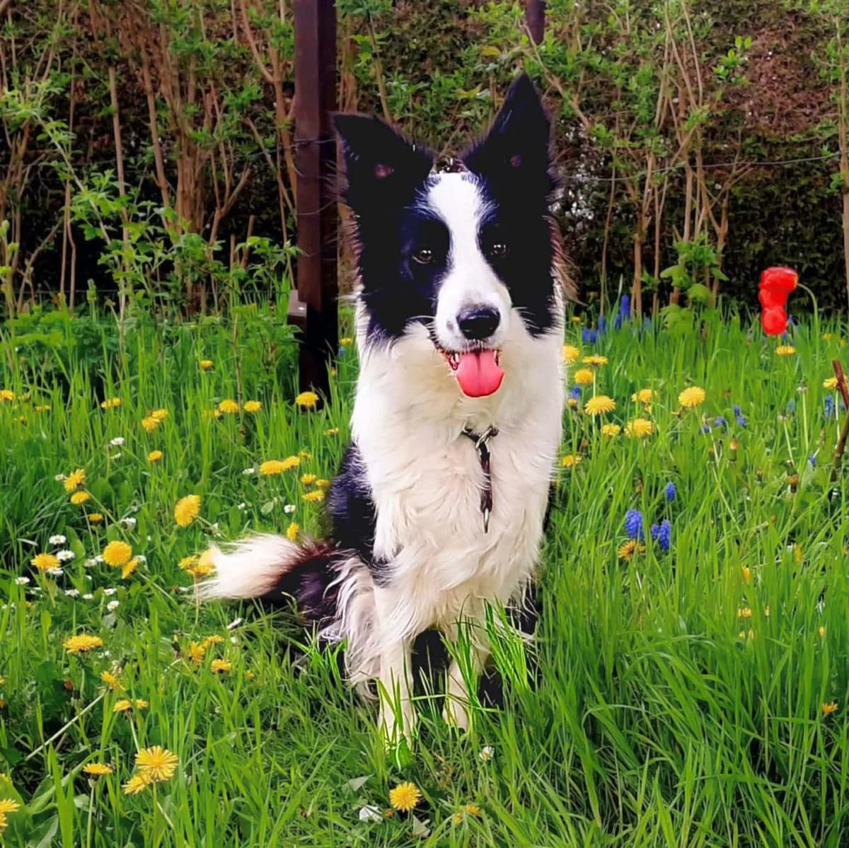 Merle, female Border Collie for adoption at Tierheimhelden, Dortmund — photo 7 of 8