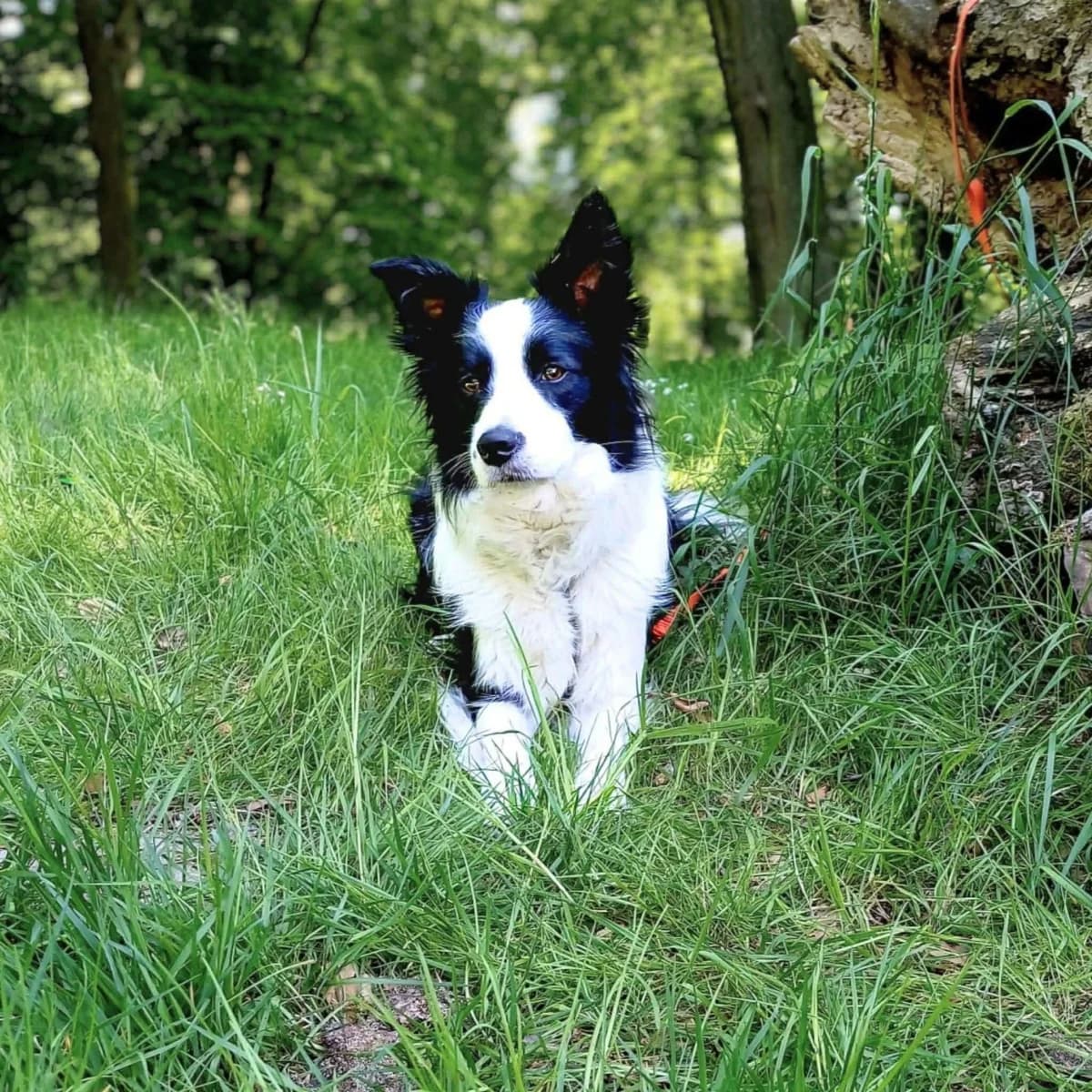 Merle, female Border Collie for adoption at Tierheimhelden, Dortmund — photo 8 of 8