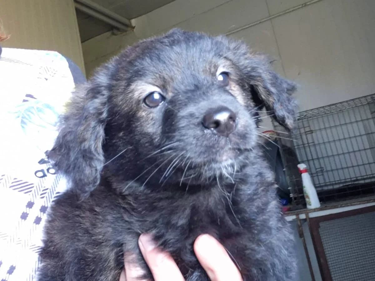 Coffe,  Mixed Breed for adoption at Tierheimhelden, Dortmund