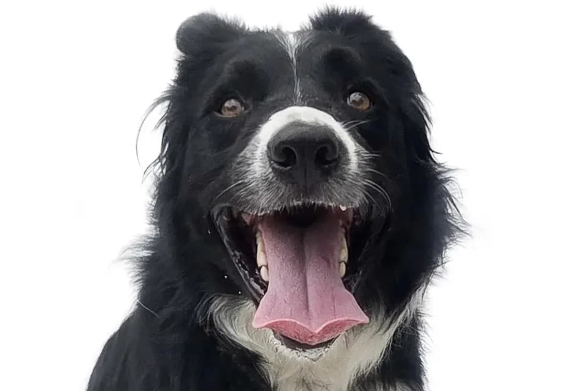 Lars, male Border Collie for adoption at Tierheimhelden, Dortmund