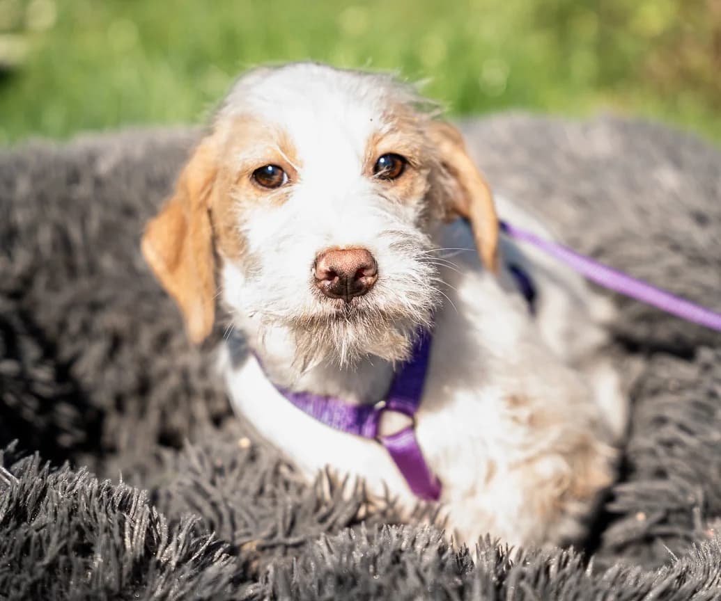 Rina, female Mixed Breed for adoption at Tierheimhelden, Dortmund