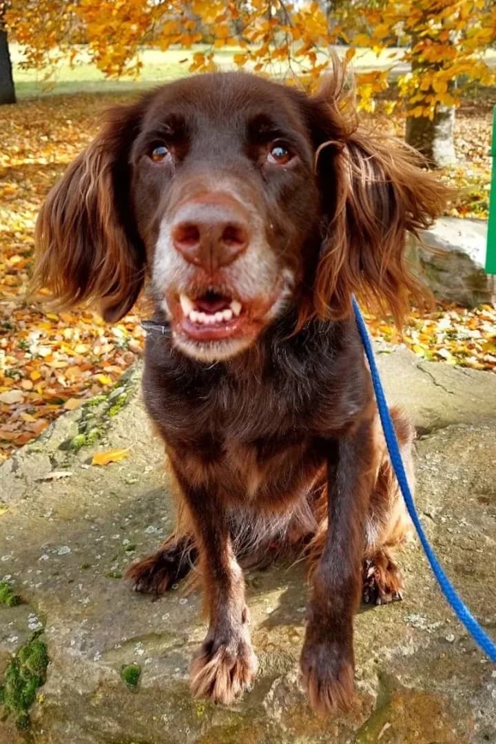 Luca, male mixed breed for adoption at Tierheimhelden, Dortmund