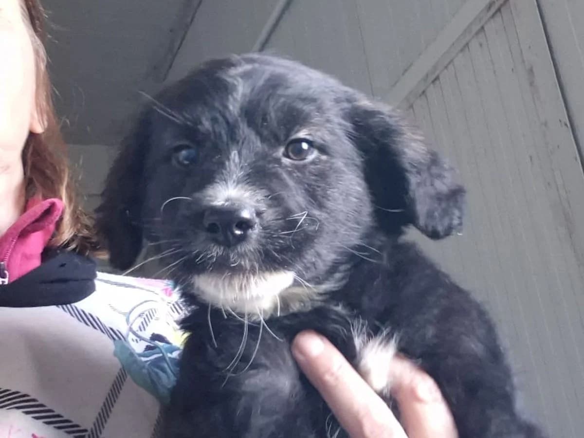 Nerina Piccolina, female Mixed Breed for adoption at Tierheimhelden, Dortmund