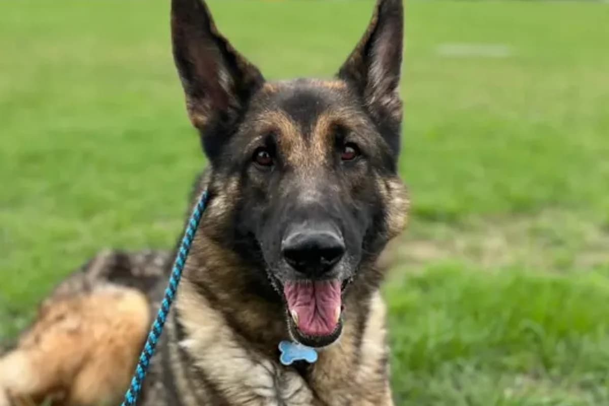 Mr.Blue, male German Shepherd for adoption at Tierheimhelden, Dortmund