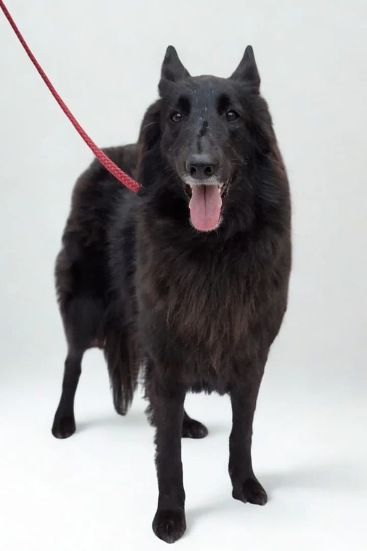 Nala, female German Shepherd for adoption at Tierheimhelden, Dortmund