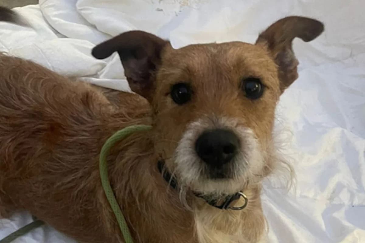 Rider, male Mixed Breed for adoption at Tierheimhelden, Dortmund