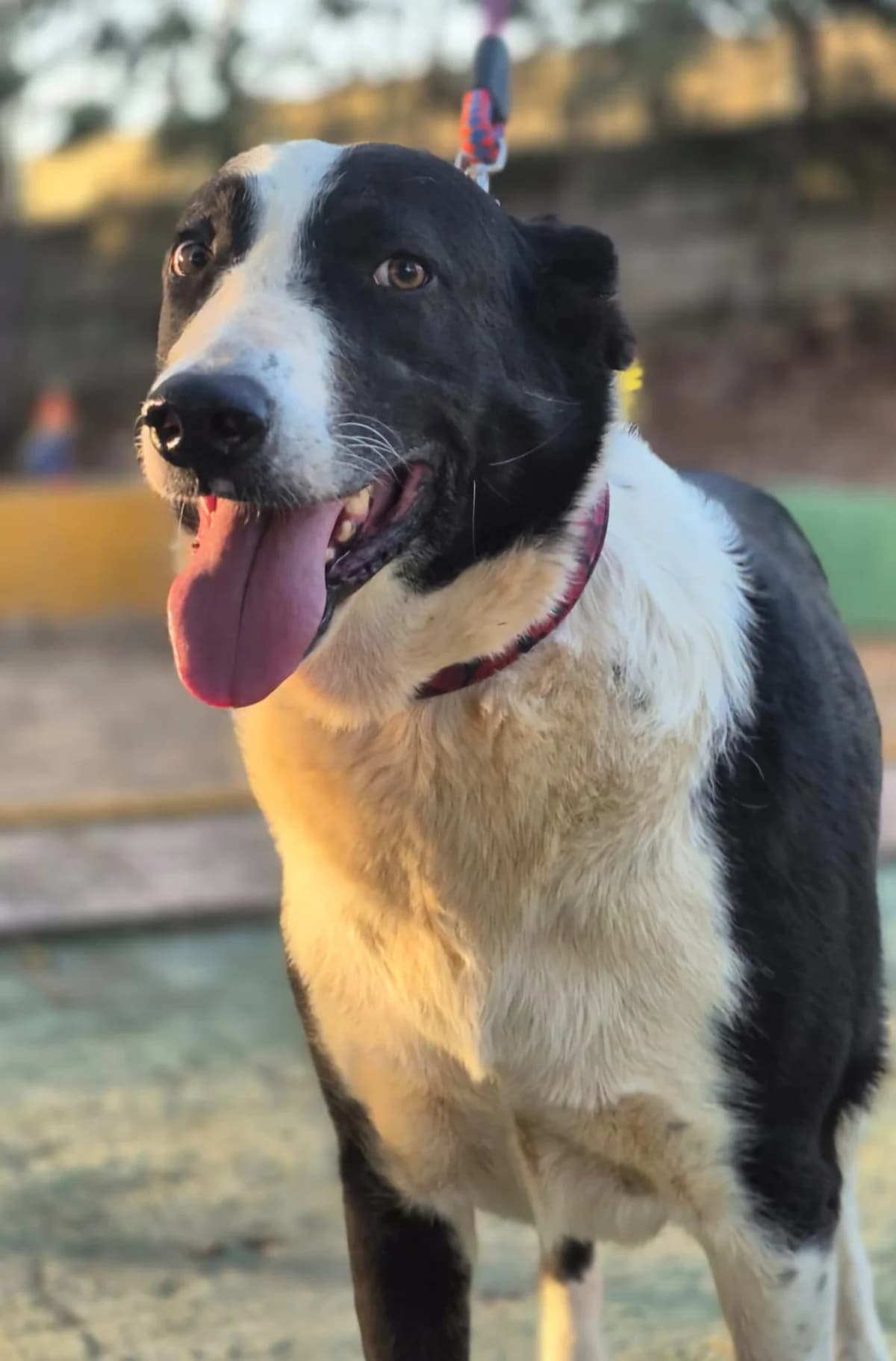 Silo, male Mixed Breed for adoption at Tierheimhelden