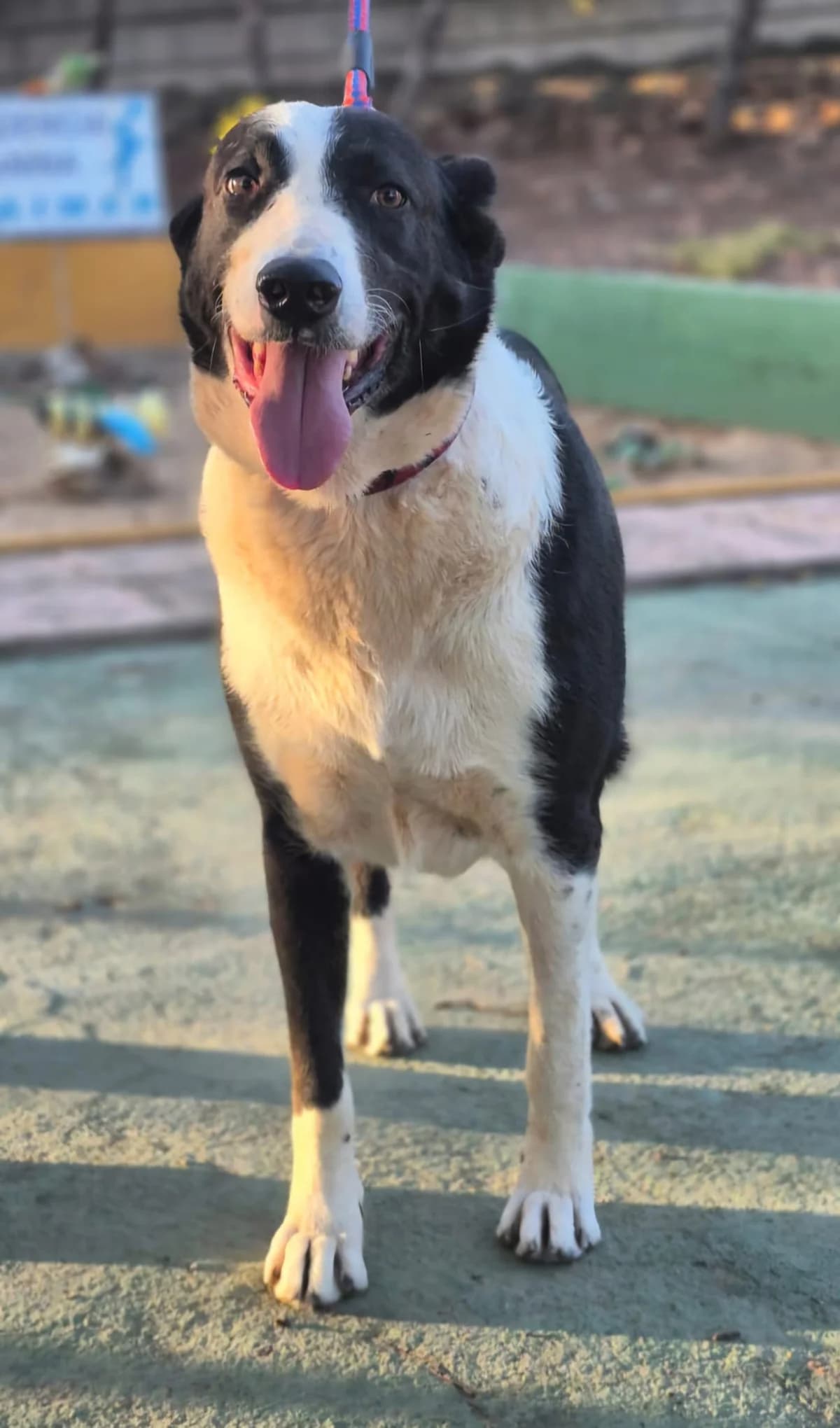 Silo, male Mixed Breed for adoption at Tierheimhelden — photo 2 of 9