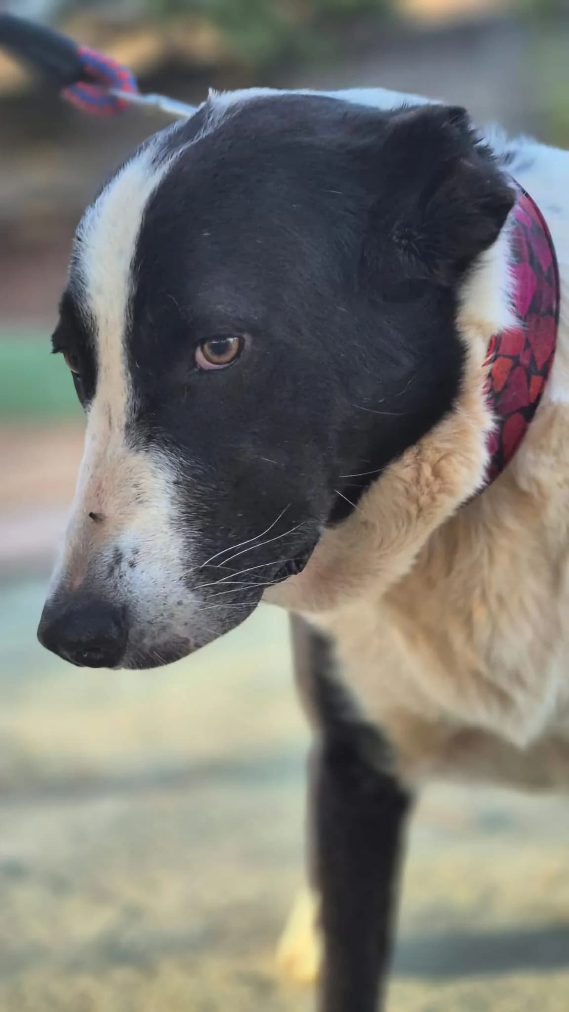 Silo, male Mixed Breed for adoption at Tierheimhelden — photo 3 of 9