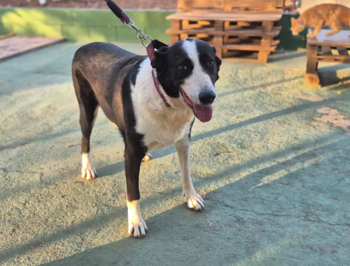 Silo, male Mixed Breed for adoption at Tierheimhelden — photo 4 of 9