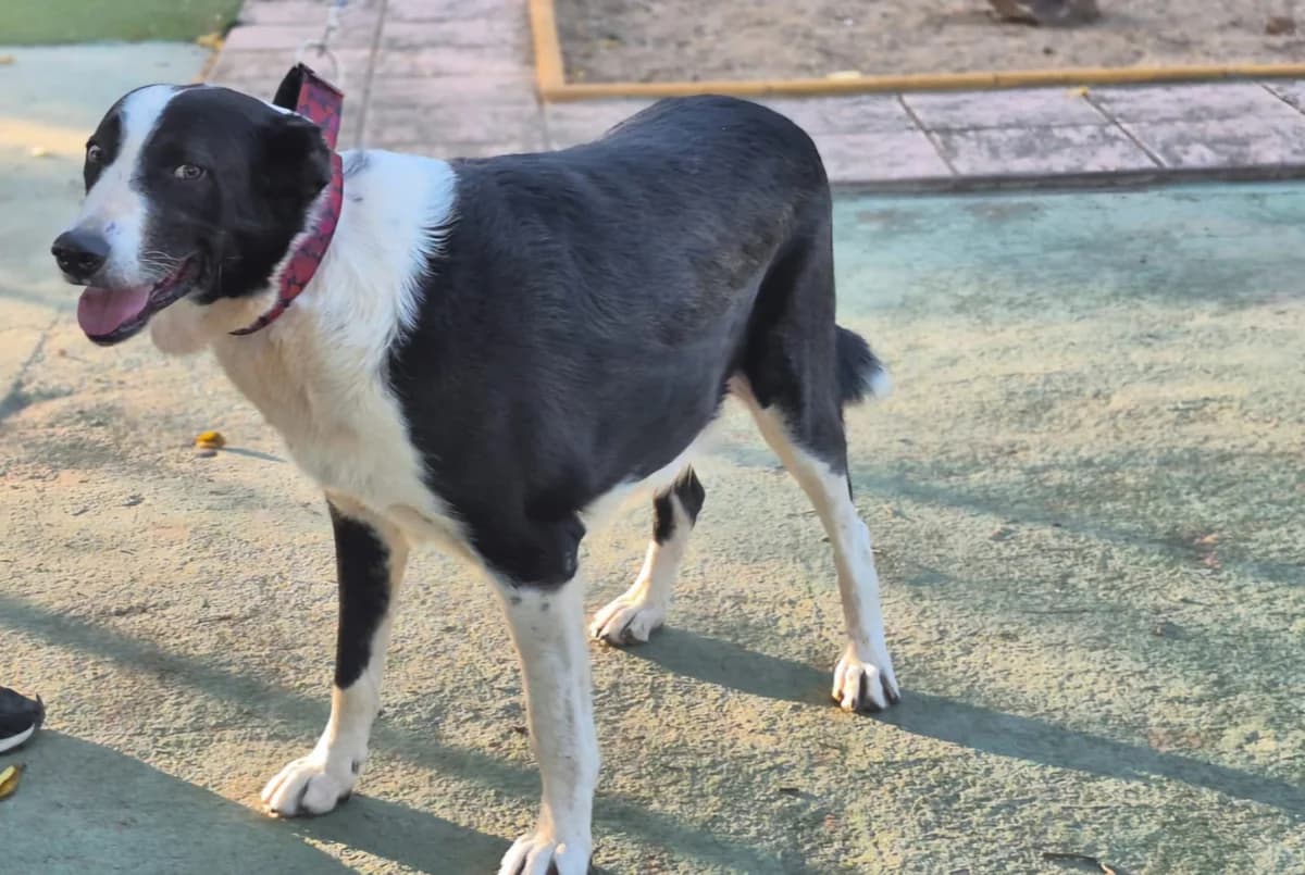 Silo, male Mixed Breed for adoption at Tierheimhelden — photo 5 of 9